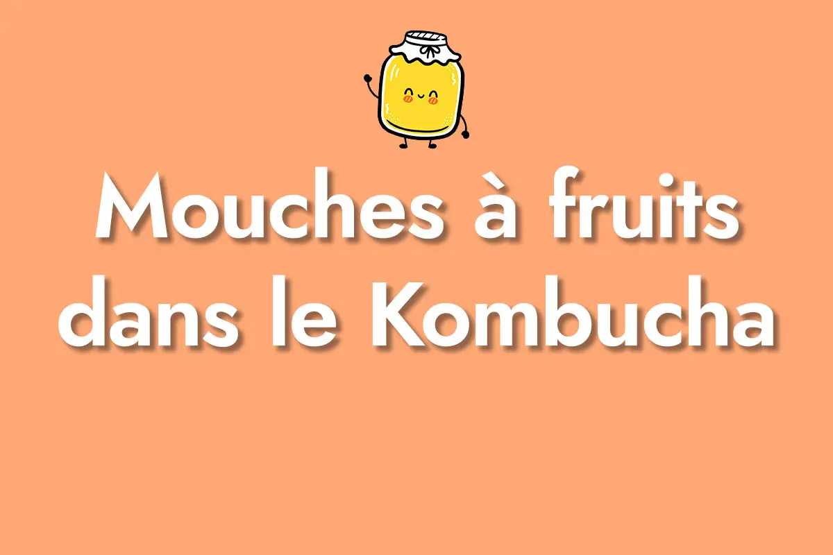 Mouches à fruits dans le Kombucha